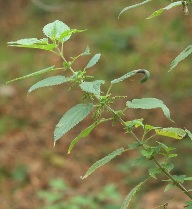 Urtica dioica?  S !